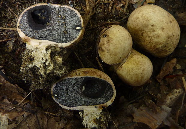 pestrec bradavičnatý Scleroderma verrucosum? (Bull.) Pers.