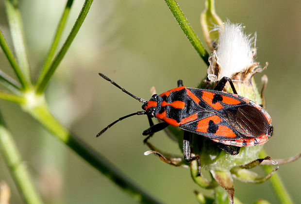 behavka skalná Spilostethus saxatilis