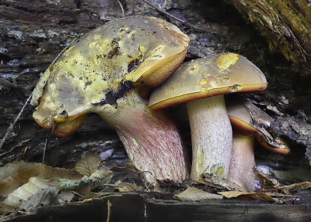 hríb zrnitohlúbikový Sutorius luridiformis (Rostk.) G. Wu & Zhu L. Yang