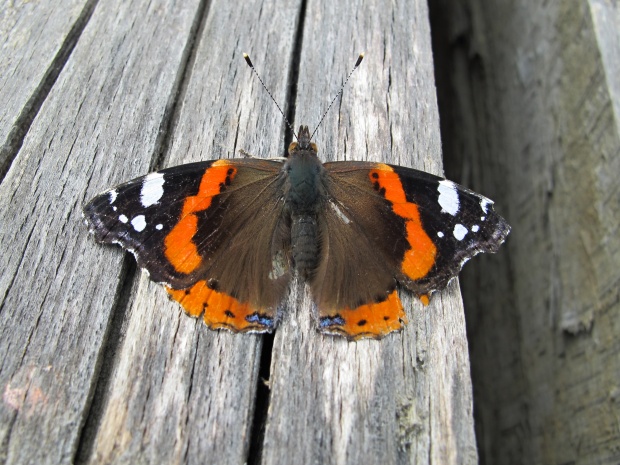 babočka admirál Vanessa atalanta