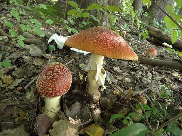 muchotrávka červená/muchomůrka červená   Amanita muscaria  (L.) Lam.