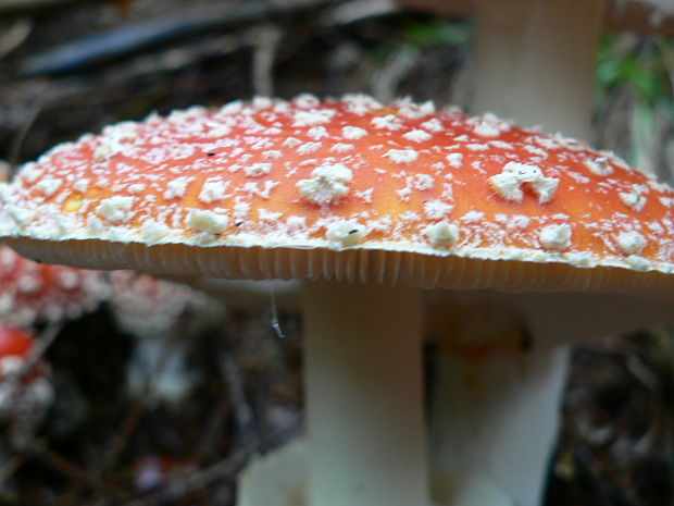 muchotrávka červená Amanita muscaria (L.) Lam.