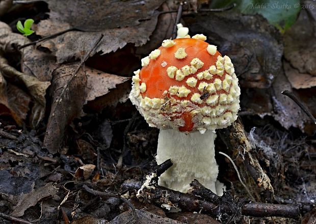 muchotrávka červená Amanita muscaria (L.) Lam.