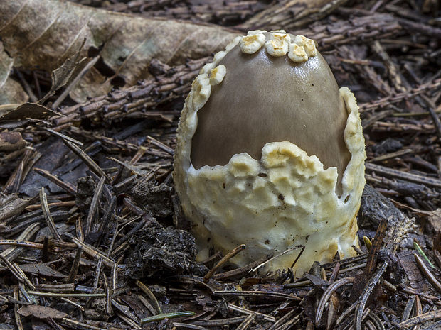 muchotrávka pošvatá Amanita vaginata (Bull.) Lam.