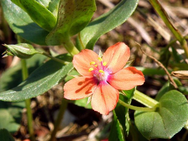 drchnička roľná / drchnička rolní Anagallis arvensis L.