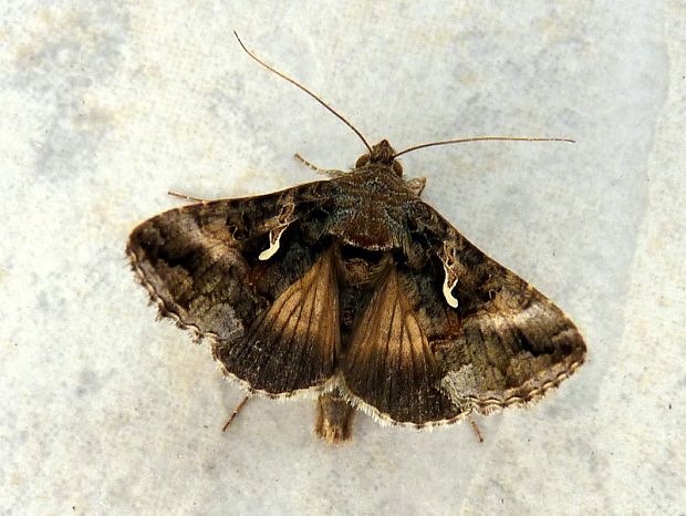 mora gama Autographa gamma