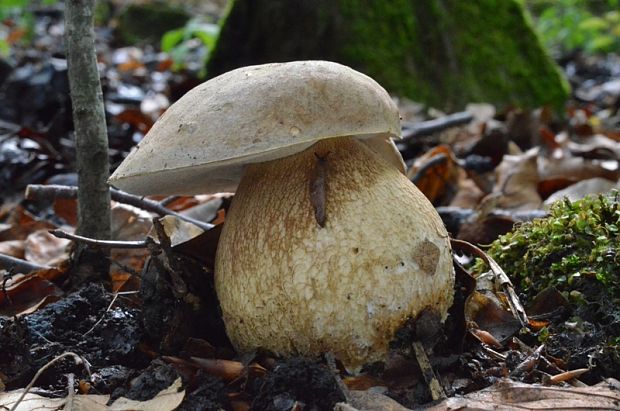 hríb bronzový Boletus aereus Bull. ex Fr.