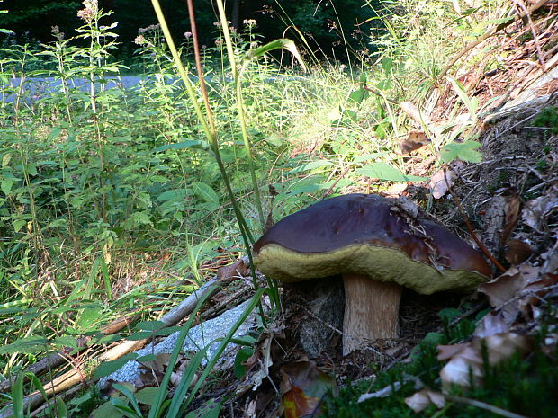 hríb smrekový Boletus edulis Bull.