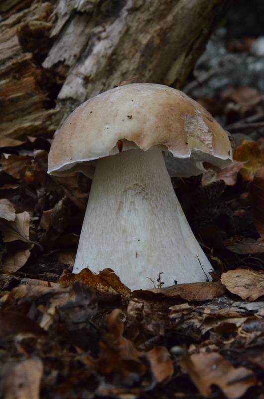 hríb smrekový Boletus edulis Bull.