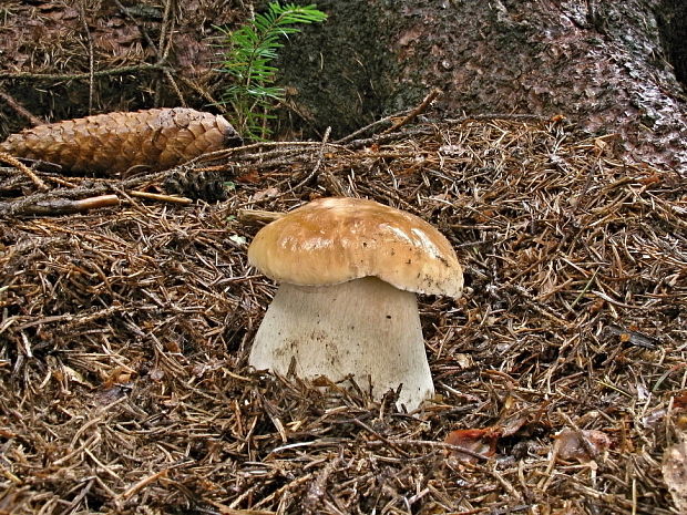 hríb smrekový Boletus edulis Bull.