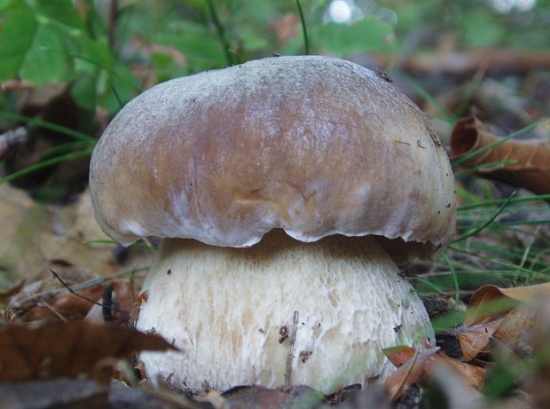 hríb smrekový Boletus edulis Bull.