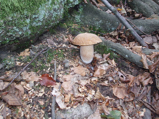 hríb dubový Boletus reticulatus Schaeff.