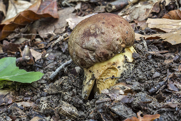 hríb príveskatý Butyriboletus appendiculatus (Schaeff. ex Fr.) Secr.