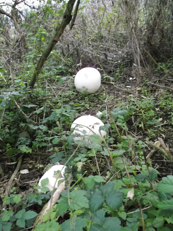 vatovec obrovský Calvatia gigantea (Batsch) Lloyd