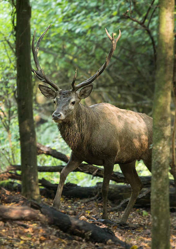 jeleň lesný Cervus elaphus