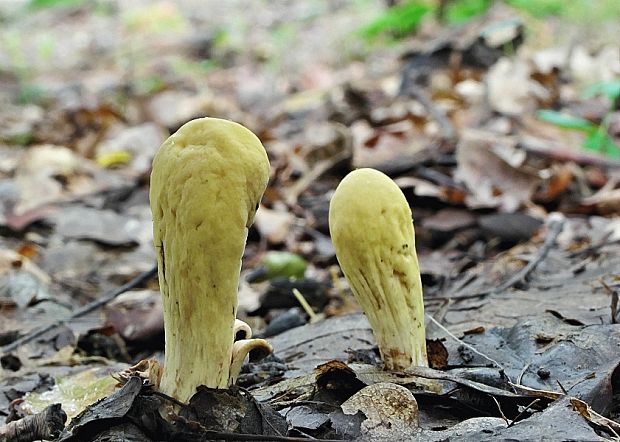 kyjak citrónovožltý Clavariadelphus flavoimmaturus R.H. Petersen