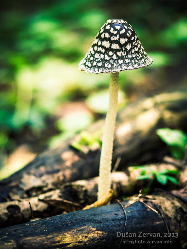 hnojník strakatý Coprinopsis picacea (Bull.) Redhead, Vilgalys & Moncalvo