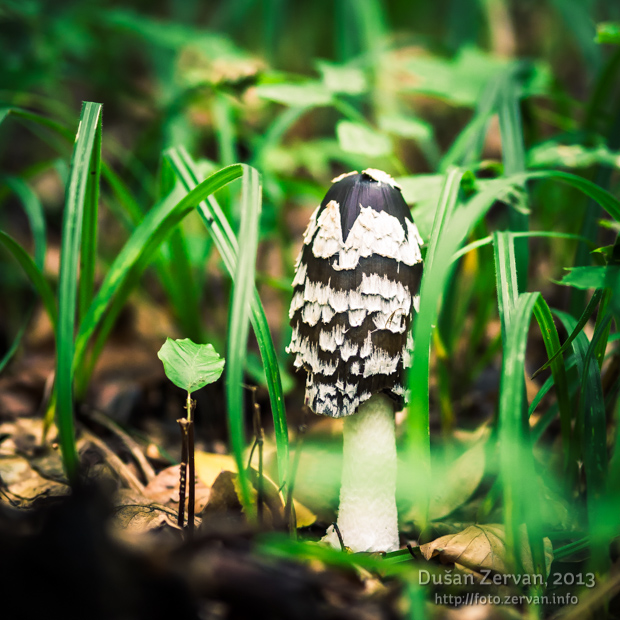 hnojník strakatý Coprinopsis picacea (Bull.) Redhead, Vilgalys & Moncalvo