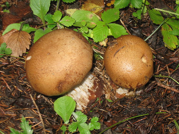 pavučinovec Cortinarius sp.