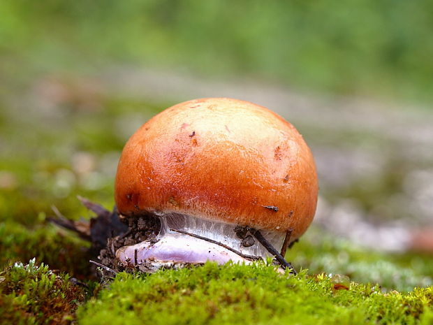 pavučinovec Cortinarius sp.