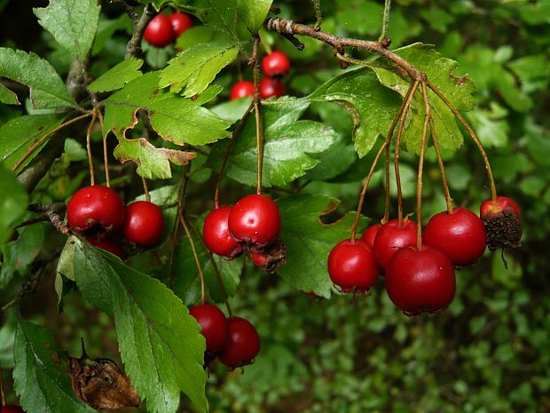 hloh jednosemenný Crataegus monogyna Jacq.