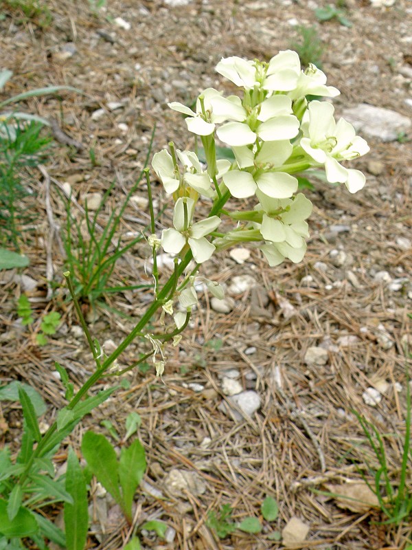 horčičník wittmannov / trýzel wittmanův Erysimum wittmannii Zaw.