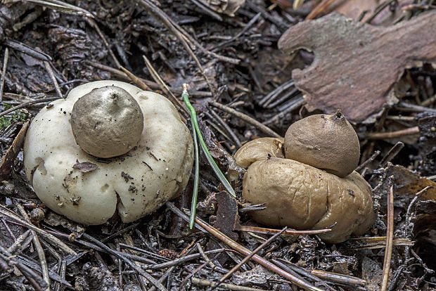 hviezdovka strapkatá Geastrum fimbriatum Fr.