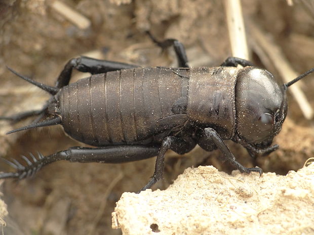 svrček poľný/Cvrček polní Gryllus campestris Linnaeus, 1758