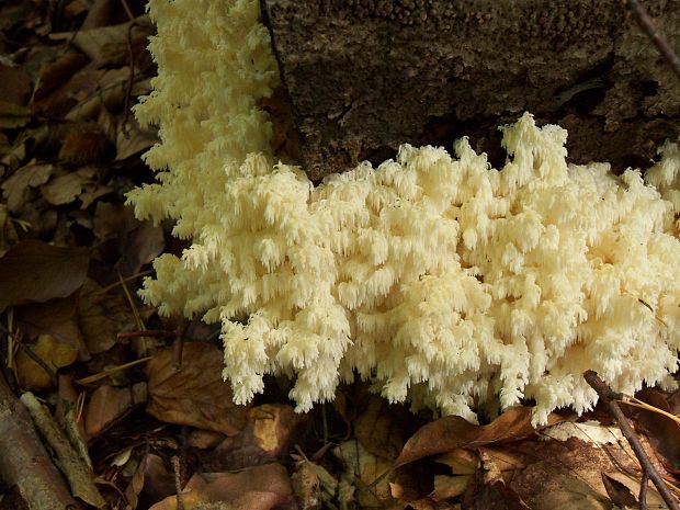 koralovec bukový Hericium coralloides (Scop.) Pers.