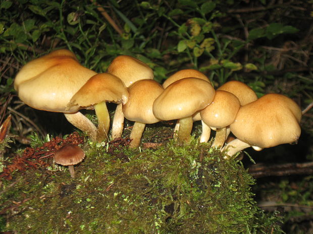 strapcovka zväzkovitá Hypholoma fasciculare (Huds.) P. Kumm.