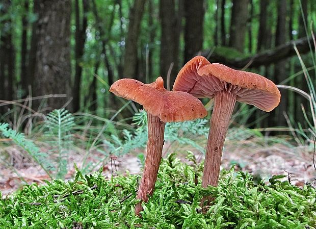 lakovka veľká Laccaria proxima (Boud.) Pat.