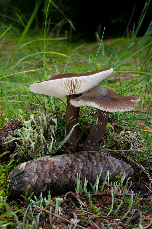 rýdzik čiernozamatový Lactarius lignyotus Fr.