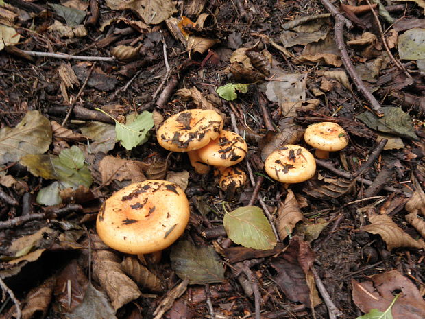 rýdzik Lactarius odoratus Velen.