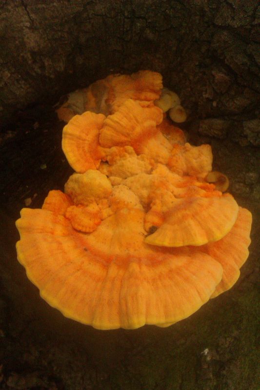 sírovec obyčajný Laetiporus sulphureus (Bull.) Murrill