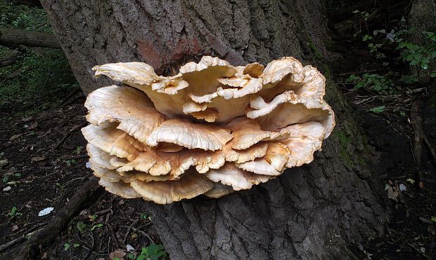 sírovec obyčajný Laetiporus sulphureus (Bull.) Murrill