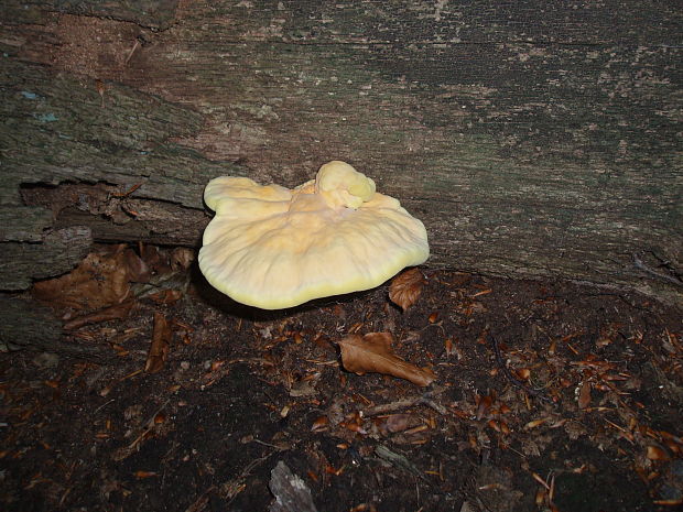 sírovec obyčajný Laetiporus sulphureus (Bull.) Murrill