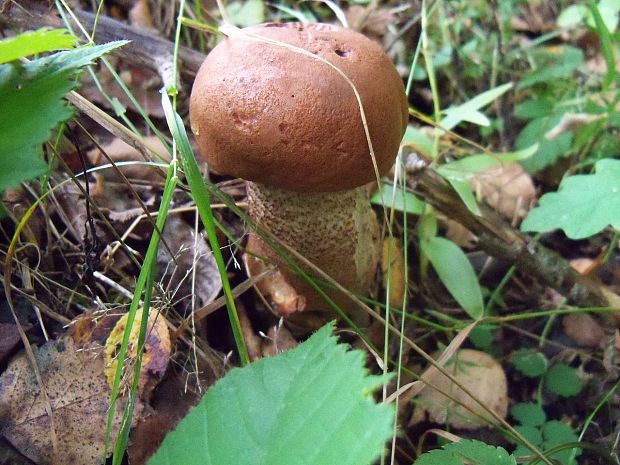 kozák dubový Leccinum aurantiacum (Bull.) Gray