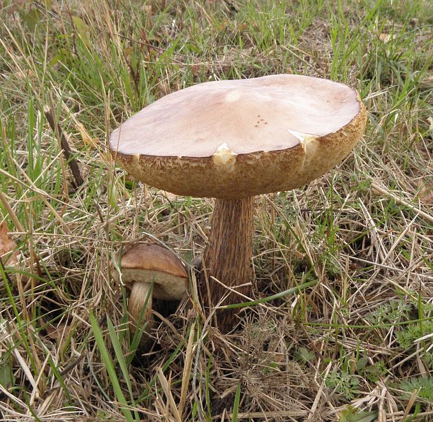 kozák osikový hnedý Leccinum rufum var. decipiens (Singer) Klofac