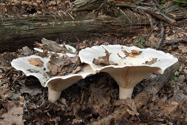 čechratec Leucopaxillus sp.