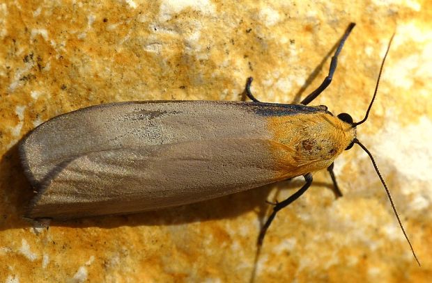 lišajníkovec štvorbodý♂ Lithosia quadra