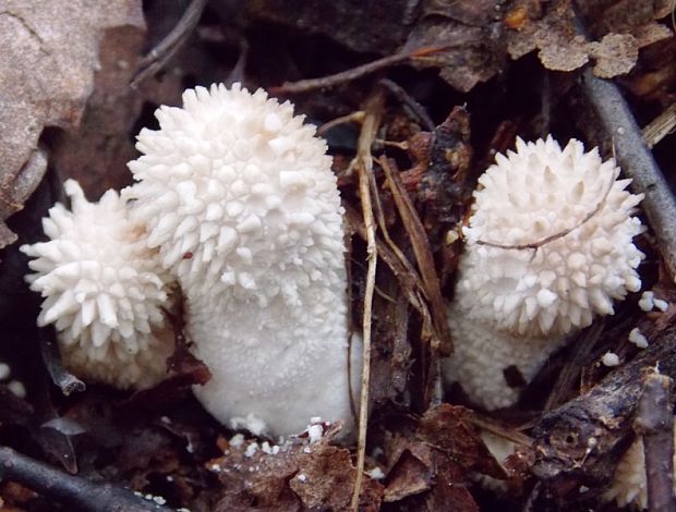 prášnica sp. Lycoperdon sp.