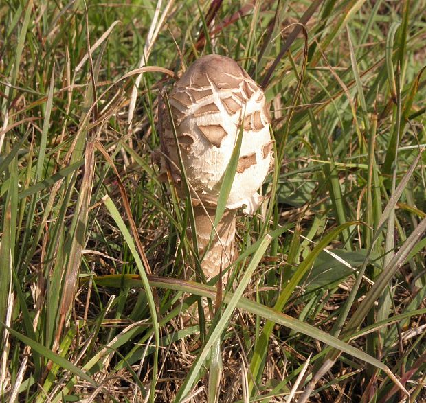 bedľa vysoká Macrolepiota procera (Scop.) Singer