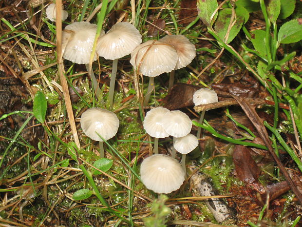 prilbička slizká Mycena epipterygia (Scop.) Gray