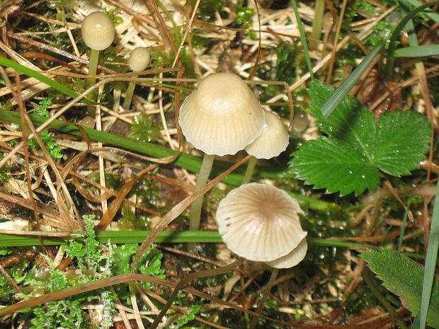 prilbička Mycena sp.