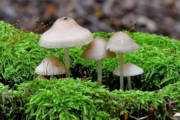 prilbička Mycena sp.