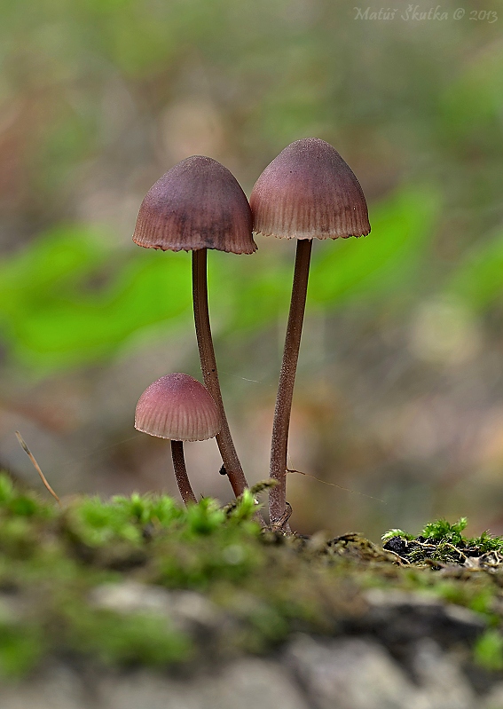 prilbička Mycena sp.