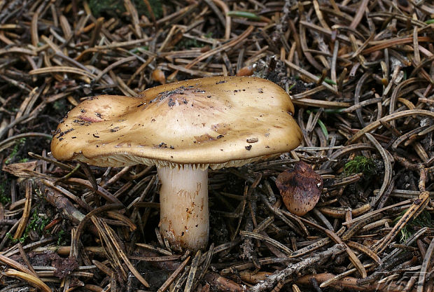 koreňovica zahrotená Phaeocollybia lugubris (Fr.) R. Heim