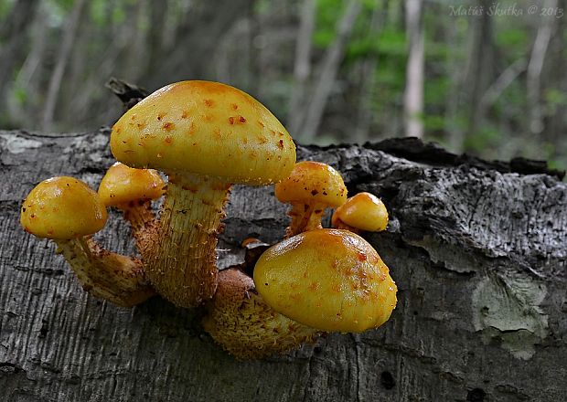 šupinovka slizká Pholiota adiposa (Batsch) P. Kumm.