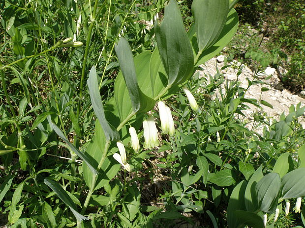 kokorík voňavý / kokořík vonný Polygonatum odoratum (Mill.) Druce