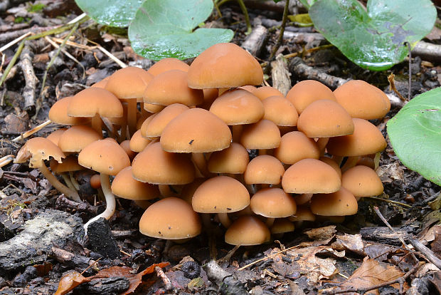 drobuľka trsovitá Psathyrella multipedata (Peck) A.H. Sm.